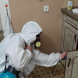 Дезинфекция от муравьев в квартире в Михнево